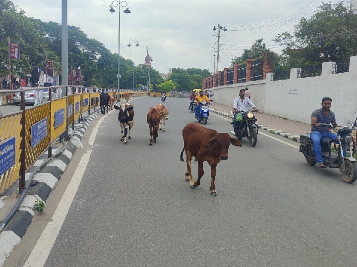 Pugar Petti: சேலம் மாநகரில் சுற்றித் திரியும் கால்நடைகள்: கண்டுகொள்ளாத நிர்வாகம்- வாகன ஓட்டிகள் அவதி