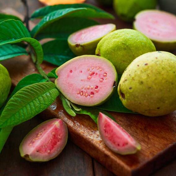 Not only guava, its leaves are also a mine of benefits, know the benefits of chewing on an empty stomach.