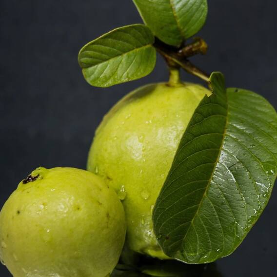 Not only guava, its leaves are also a mine of benefits, know the benefits of chewing on an empty stomach.