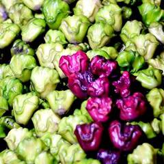 ਸਰਦੀ ‘ਚ ਖਾਓ ਸਿੰਘਾੜੇ, ਨਹੀਂ ਹੋਣਗੀਆਂ ਇਹ ਸਮੱਸਿਆਵਾਂ