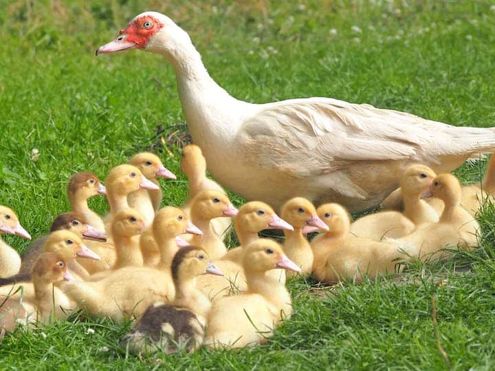 Duck Farming: डक फार्मिंग करके आप कम लागत में ज्यादा मुनाफा प्राप्त कर सकते है. एक बत्तख 1 वर्ष में करीब 300 अंडे देती है.