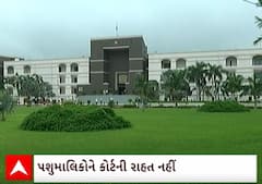 Gujarat | રખડતા ઢોર, બિસ્માર રોડ સહિતની અરજી પર હાઈકોર્ટે શું કરી સુનાવણી?, Watch Video