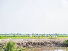 Agriculture News: ધરતીપુત્રો રાસાયણિક ખાતરથી રહે દૂર, પ્રાકૃતિક ખેતીથી કરી શકે છે રૂપિયાની બચત