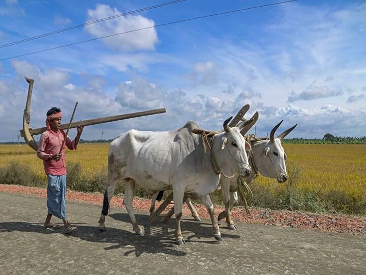 Natural Farming:ખેતી કરતા ખેડૂતો કુદરતી ખેતી અપનાવીને સારો નફો મેળવી શકે છે. આ ખેતીમાં ખેડૂત ભાઈઓનો ખર્ચ ઓછો થાય છે.