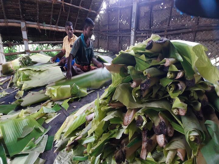 Agriculture news Banana leaves stagnated due to continuous rains and made the farmers suffer TNN தஞ்சையில் தொடர் மழை; விவசாயிகளை வேதனை அடைய செய்துள்ள வாழை இலை