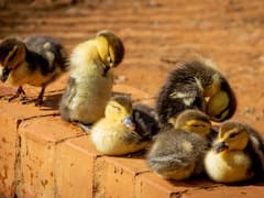 कैसे बत्तख पालकर कमा सकते हैं मोटा पैसा, ये रहा पूरा बिजनेस प्लान