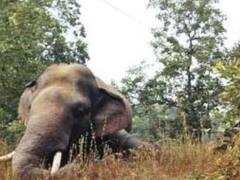 कोरबा में हाथी की मौत के बाद जागा बिजली विभाग, तारों की बढ़ाई जाएगी ऊंचाई; लापरवाह अधिकारियों पर केस