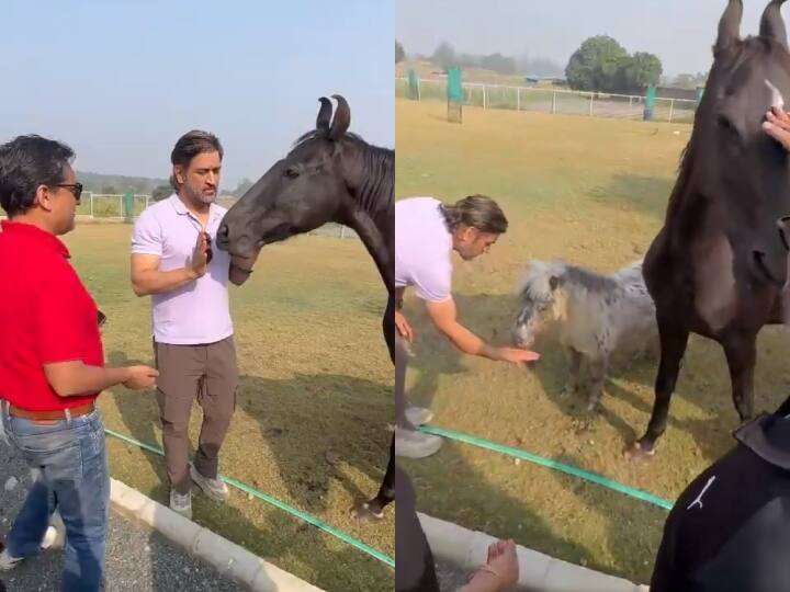 MS Dhoni shows his love to his pets and feed his horse watch the viral video of social media Watch: घोड़े को अपने हाथ से चारा खिलाते दिखे एमएस धोनी, खूब वायरल हो रहा दिलकश वीडियो