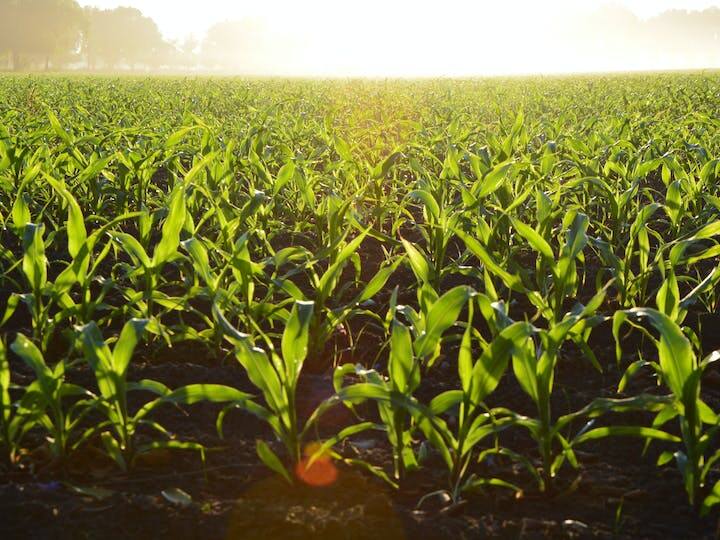 PM Fasal Bima Yojana apply for rabi crops insurance know easy steps and important documents PM Fasal Bima Yojana: प्रधानमंत्री फसल बीमा योजना के तहत कराएं रबी फसलों का बीमा