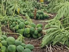 Nandurbar Unseasonal Rain : अवकाळी पावसाचा फटका! पपई, केळी जमीनदोस्त; जनावऱ्याचे चाऱ्यासाठीही हाल