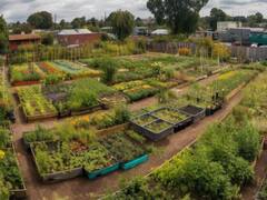 कम जगह में उगाएं तरह-तरह की सब्जियां, बेहद कम जगह में इस तरीके से कर सकेंगे गार्डनिंग