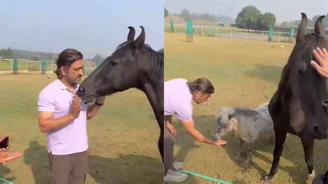 Mahendra Singh Dhoni seen feeding and pampering horses, video goes viral Mahendra Singh Dhoni: মাথায় হাত বুলিয়ে স্নেহের পর নিজের হাতেই খাওয়ালেন ঘোড়াদের, ভাইরাল হল ধোনির ভিডিও