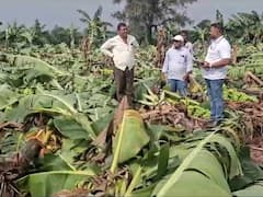 Nandurbar Unseasonal Rain : अवकाळी पावसाचा फटका! पपई, केळी जमीनदोस्त; जनावऱ्याचे चाऱ्यासाठीही हाल