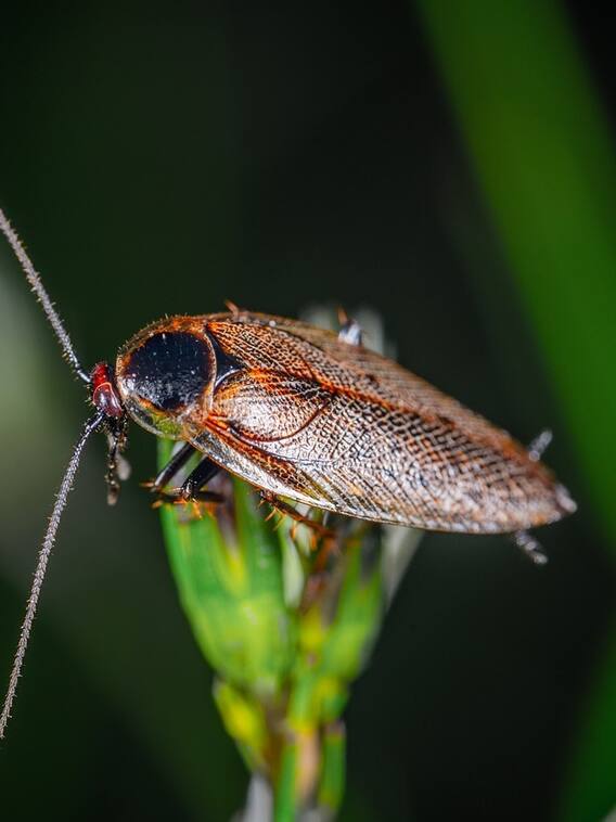 डायनासोर से भी पुराने जीव हैं कॉकरोच!