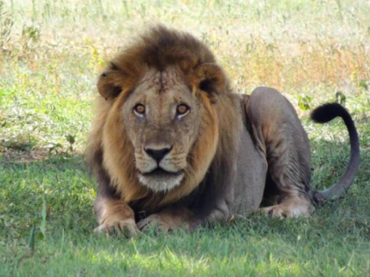 Etawah tiger safari park babbar lion dies akhilesh yadav slams bjp Etawah News: नहीं रहा बब्बर शेर केसरी, इटावा सफारी पार्क में लंबी बीमारी के बाद निधन, अखिलेश यादव ने उठाए सवाल