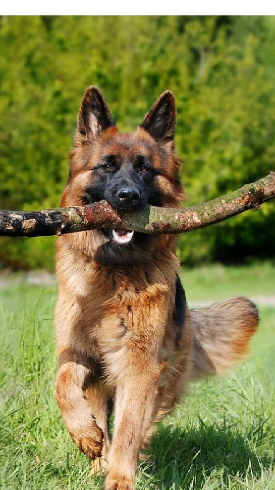 'या' कारणांमुळे पाळावा जर्मन शेफर्ड श्वान