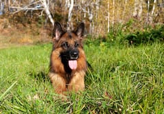 'या' कारणांमुळे पाळावा जर्मन शेफर्ड श्वान!