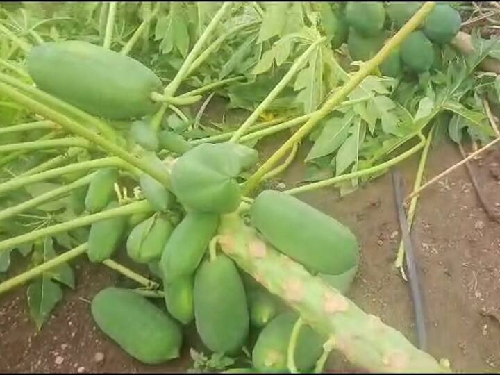 पण, दररोज होणाऱ्या पावसामुळे नुकसानाच्या क्षेत्र वाढतच आहे, परिणामी पंचनामे होण्यास विलंब होत आहे. तर, दुसरीकडे सरकारने पंचनामे यांचा फास न ठेवता सरसकट मदत जाहीर करावी, अशी मागणी शेतकऱ्यांनी केली आहे.