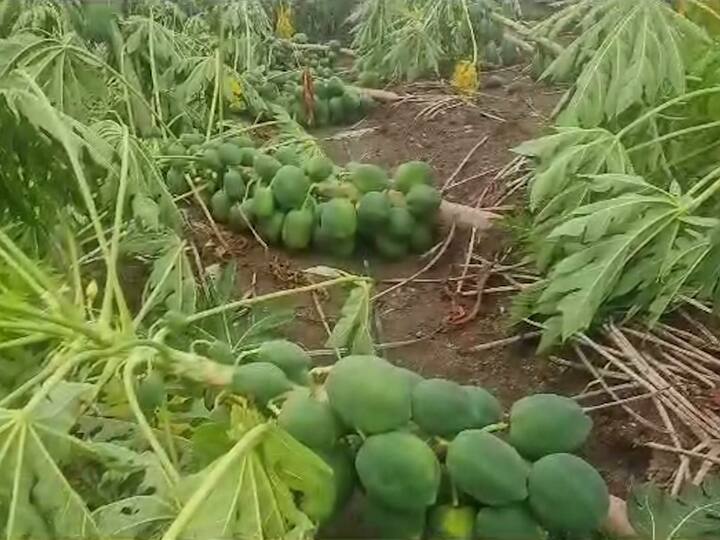 अवकाळी पाऊस आणि वादळी वाऱ्यांमुळे शेतीचं प्रचंड नुकसान झालं आहे. काढणीसाठी आलेली पपई, केळी जमीनदोस्त झाली आहेत.
