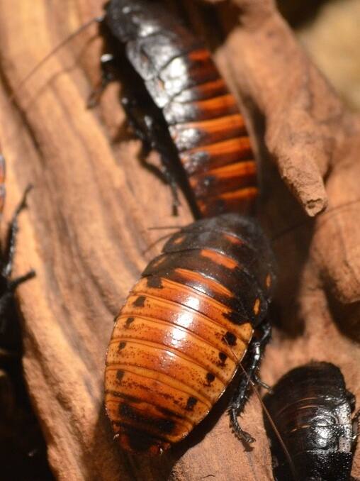 पृथ्वी की तुलना में स्पेस में तेजी से बढ़ेगें कॉकरोच!