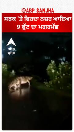 Crocodile was spotted on the road of Chennai  | ਸੜਕ 'ਤੇ ਫਿਰਦਾ ਨਜ਼ਰ ਆਇਆ 9 ਫੁੱਟ ਦਾ ਮਗਰਮੱਛ