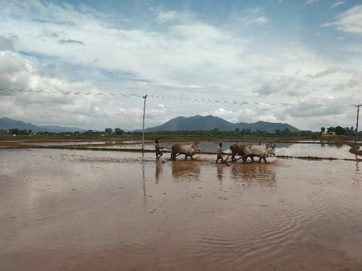 மதுரை வாடிப்பட்டி பகுதியில்  முதல் போக நெல் சாகுபடி பணிகளில் விவசாயிகள் ஈடுபட்டு வருகின்றனர்.
