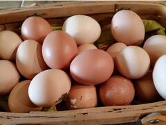 कभी सोचा है अंडा उबल तो आसानी से जाता है, लेकिन इसे दोबारा कच्चा भी किया जा सकता है?