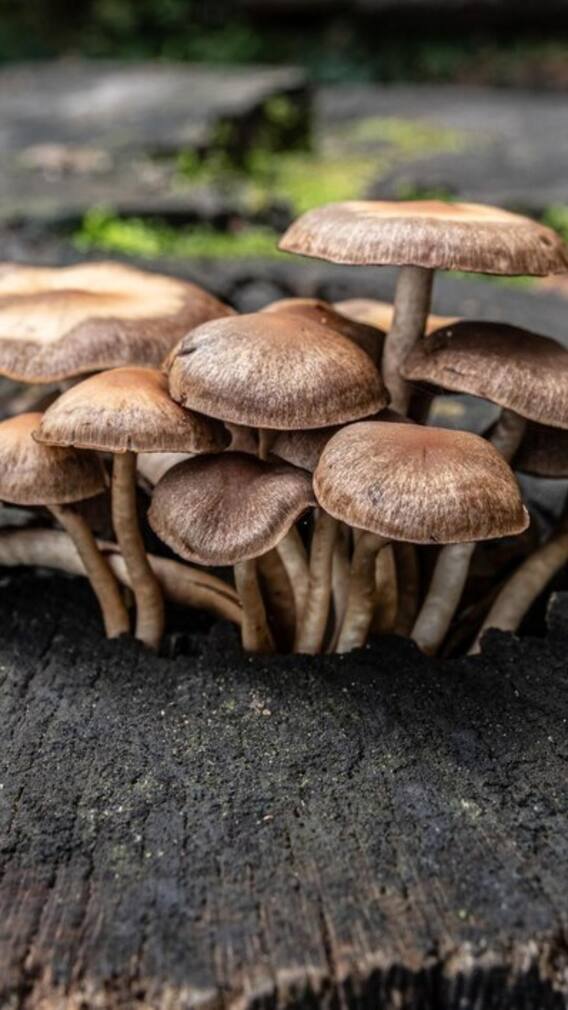 ਹੁਣ ਮਿੱਟੀ ਦੇ ਘੜੇ ‘ਚ ਉਗਾ ਸਕਦੇ ਆਇਸਟਰ ਮਸ਼ਰੂਮ