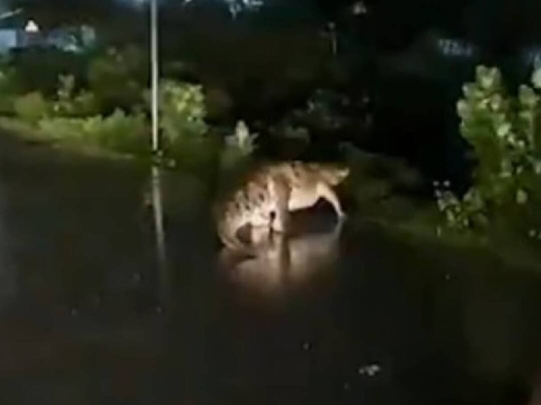 Vandalur Crocodile: வண்டலூரில் வலம் வந்த முதலை.. எங்கிருந்து, எப்படி வந்தது? - வெளியான புது தகவல்