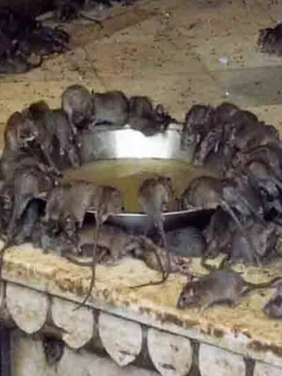 राजस्थान के इस मंदिर में रहते हैं 20 हजार से भी ज्यादा चूहे
