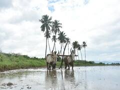 வைகை அணையில் தண்ணீர் திறப்பு.. வாடிப்பட்டி பகுதியில் ஜோராக நடக்கும்  விவசாய பணிகள்!