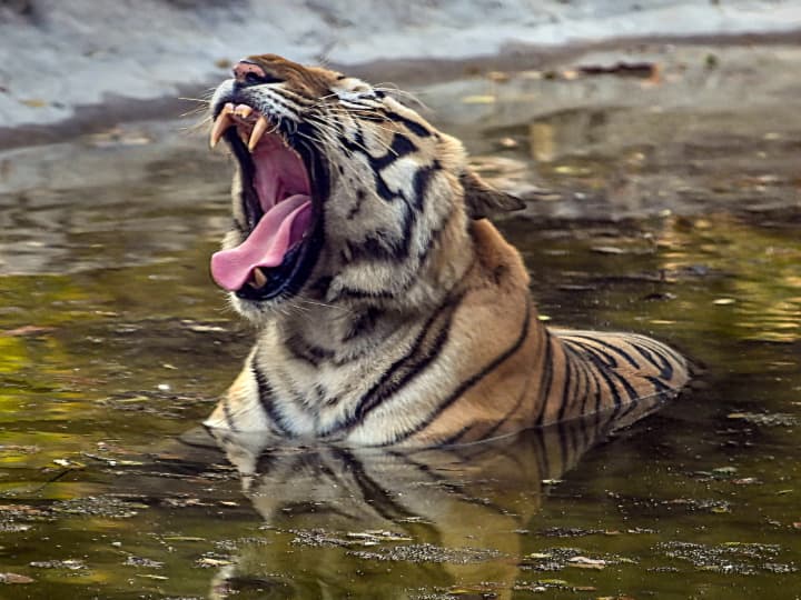 woman who had gone to graze cattle in VTR forest of Bettiah was killed by a tiger ANN Bihar News: बेतिया के जंगल में मवेशी चराने गई महिला को बाघ ने चबाया, इलाके में दहशत