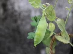 Vegetables cultivation: ਸਰਦੀਆਂ ਦੇ ਮੌਸਮ ‘ਚ ਕਿਸਾਨਾਂ ਨੂੰ ਕਰਨੀ ਚਾਹੀਦੀ ਇਨ੍ਹਾਂ ਸਬਜ਼ੀਆਂ ਦੇ ਖੇਤੀ, ਹੋਵੇਗਾ ਬਹੁਤ ਮੁਨਾਫ਼ਾ