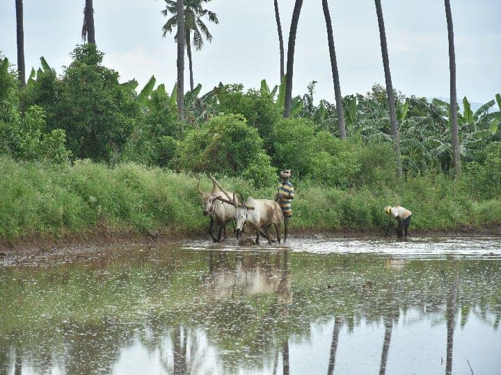 தென்ன மரங்கள் நிறைந்திருக்கும் வயல் பகுதியில் விவசாய பணிகள்.