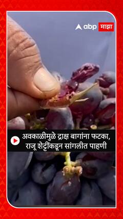 Raju Shetti Sangli :अवकाळीमुळे द्राक्ष बागांना फटका,राजू शेट्टींकडून सांगलीत पाहणी