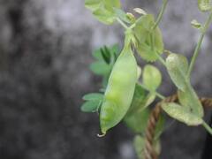 सर्दियों के सीजन में किसान करें इन सब्जियों की खेती, हो जाएंगे मालामाल