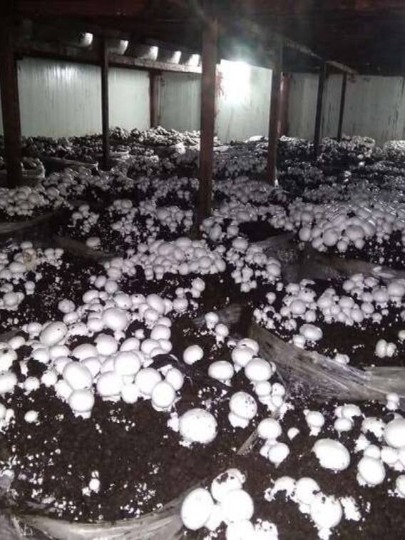 मशरूम की इन किस्मों से कमाएं बंपर मुनाफा