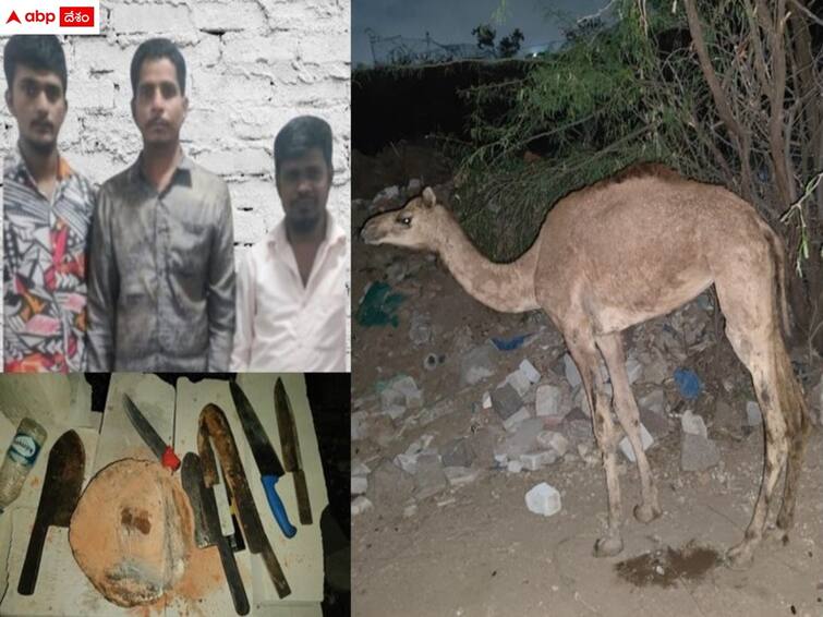 hyderabad news taskforce police arrested three accused who illegally camel slaughters latest news Hyderabad News: ఒంటెలను వధించి మాంసం విక్రయం - ముగ్గురు నిందితుల అరెస్ట్