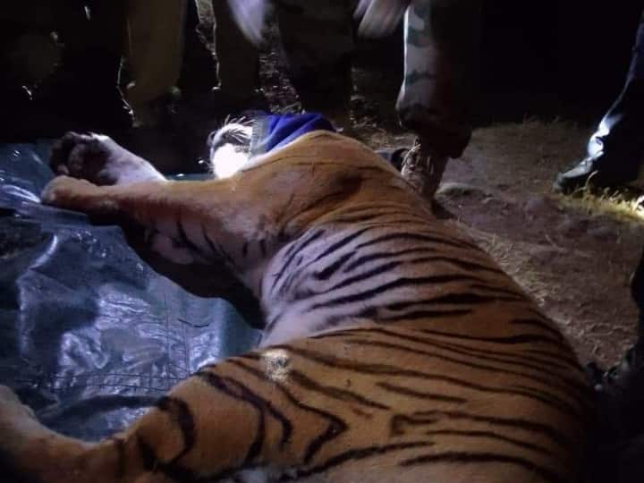 वन विभाग की टीम ने बाघ को दबोचा, 15 दिनों से फैलाई थी दहशत