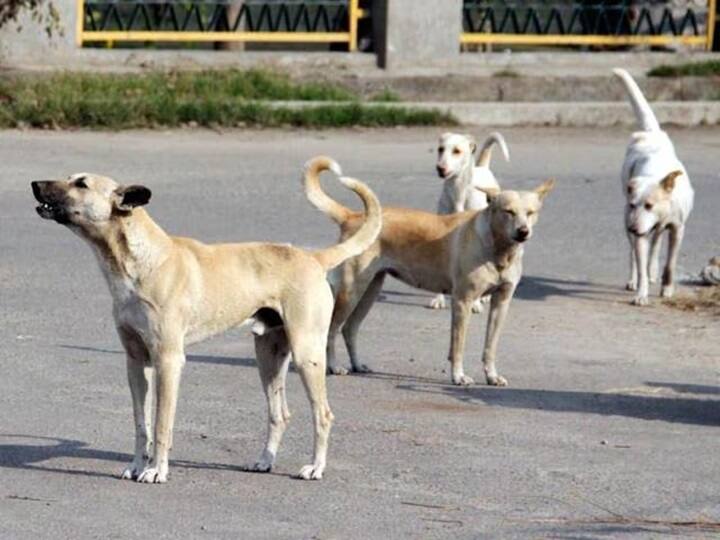 Rajkot News: A pack of stray dogs fell on a 4-year-old girl who died on the spot Rajkot: રખડતાં શ્વાનનું ટોળું 4 વર્ષની બાળકી પર તૂટી પડ્યું ઘટના સ્થળે જ મોત