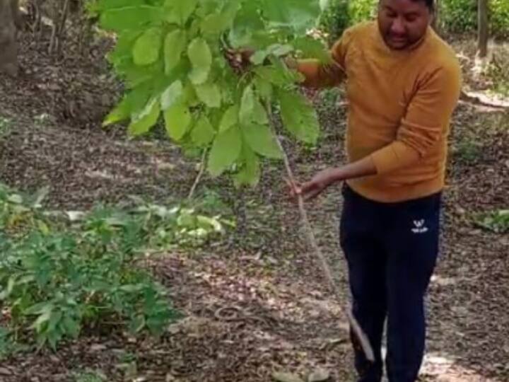 Ghazipur fake tree plantation program action demand from DM against forest department ANN Ghazipur: वृक्षारोपण में वन विभाग का फर्जीवाड़ा, डाल से टहनी काट जमीन में गाड़ा, फोटोग्राफी भी कराई