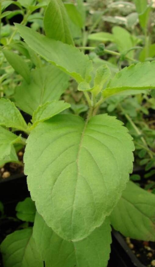 ફાયદાના બદલે નુકસાન પહોંચાડે છે તુલસીનો આવો છોડ