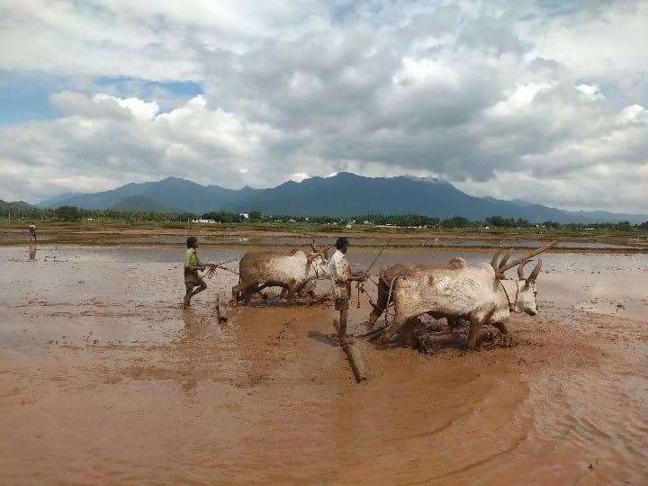 பாரம்பரிய முறைப்படி விவசாயிகள் பரம்பு ஓட்டும் காட்சி.