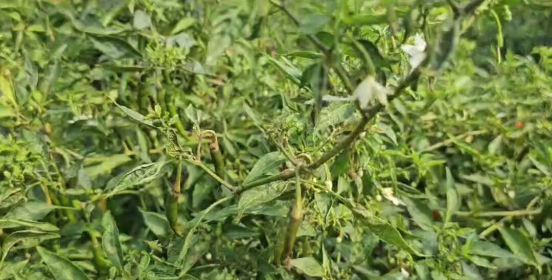 Chilli farmers in Nandurbar in trouble large scale infestation on chillies Maharashtra News नंदुरबारमधील  मिरची उत्पादक शेतकरी अडचणीत, मिरचीवर चुरडा मुरडा आणि डावणीचा मोठ्या प्रमाणात प्रादुर्भाव