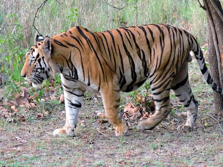 uttarakhand wild animal attack 11 people died in two months ann Uttarakhand News: उत्तराखंड में नहीं थम रहा जंगली-जानवरों का आतंक, 11 लोगों की गई जान