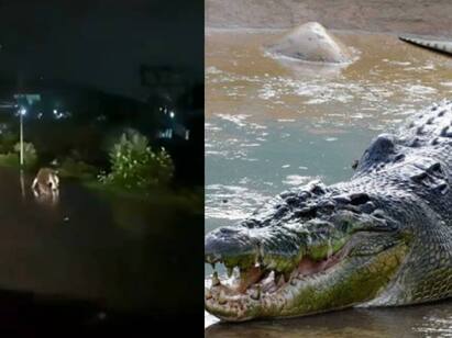 Cyclone Michaung crocodile on the road in Vandalur video viral Cyclone Michaung: மிக்ஜாம் புயலால் கொட்டித் தீர்த்த கனமழை.. வண்டலூர் நெடுங்குன்றம் சாலையில் ஜாலியாக வலம் வந்த முதலை..