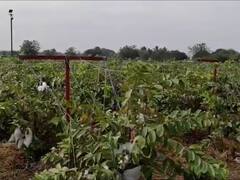 यशोगाथा! तीन एकरात तब्बल 24 लाख रुपयांच्या पेरूचं उत्पादन