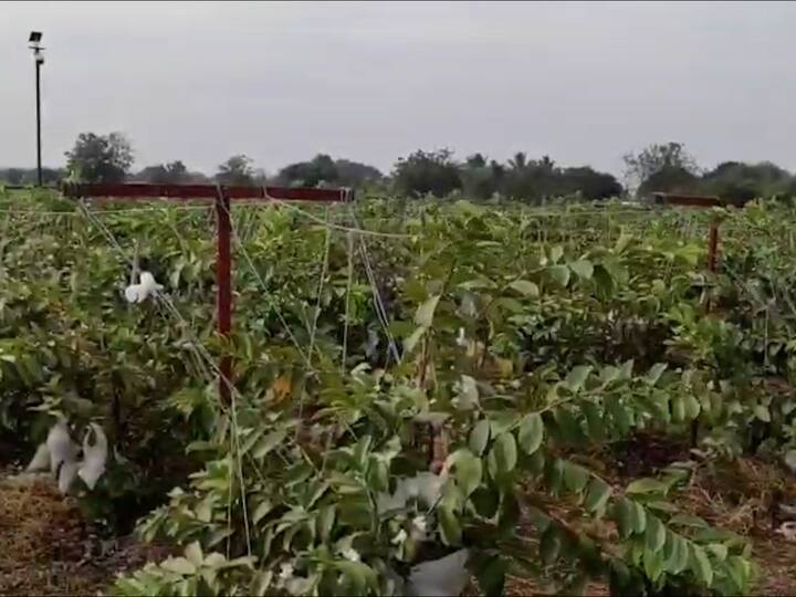 मगर यांनी अडीच वर्षापूर्वी मोहोळ येथील एका शेतकऱ्याकडे व्हीएनआर जातीच्या पेरूची बाग पाहिली. पेरू लागवडीतून लाखो रुपयांचे उत्पन्न मिळत असल्याचे पाहून त्यांनी रायपूर (छत्तीसगड) येथून दीड हजार रोपे आणले.