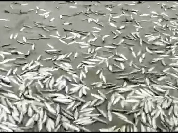 Cyclone Michaung fishes Andhra Pradesh, lakhs of fish have been washed away alive due to the storm Cyclone Michaung: மிக்ஜாம்: கடற்கரையில் துள்ளி குதிக்கும் மீன்கள்! பை பையாக அள்ளிச்செல்லும் பொதுமக்கள்! - வைரல் வீடியோ