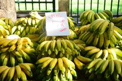 Elaichi Bananas: छोटी इलायची केळी करते आपले मोठ्या आजारांपासून संरक्षण.